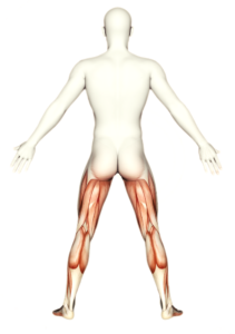 Beine, Anatomie, Yoga & Spiraldynamik®